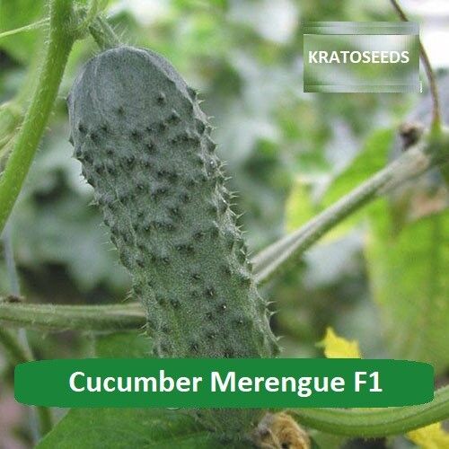 Cucumber Merengue F1 Seeds Netherlands 10 seeds or 50 seeds or 100 seeds