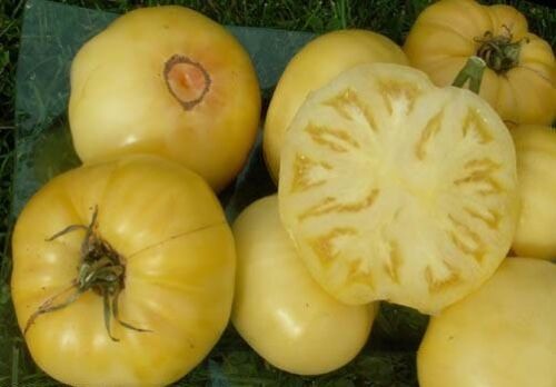 Tomato DIXY GOLDEN GIANT Seeds Yellow Giant tomatoes organic Ukraine 20 seeds D 