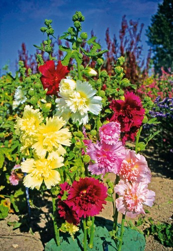 Seeds Hollyhock Mallow Stockrose Mix Giant Annual Flower Beautiful Organic