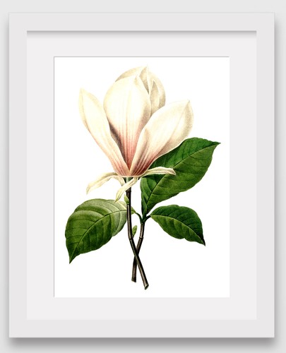 White Magnolia Print 8 x 10 Inches Unframed Botanical Flower Illustration