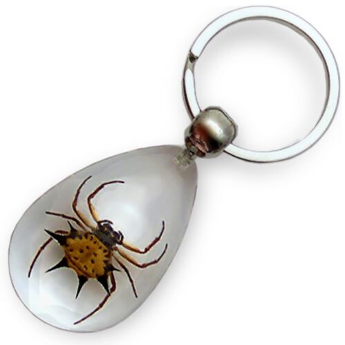 Real Insect Key Chain Spiny Spider 