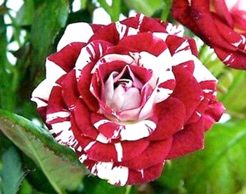10 graines de Rosier Rouge et Blanc 10x Climbing Red & white Rose rosebush seeds 