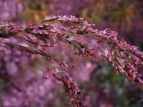 20 RED SPIRE MELIC GRASS Purple Melica Transsilvanica Flower Seeds *Combined S/H 