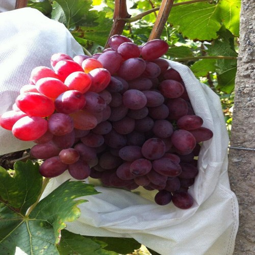 200 Pcs Plant Fruit Protect Garden Net Bags Insect-proof Nylon Mesh Against Pest