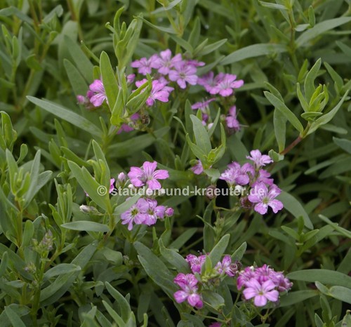 Gypsophila REPENS /"traduction roses/" dans la 9 Cmtopf Rosa Coussin-Voile Herbe plante