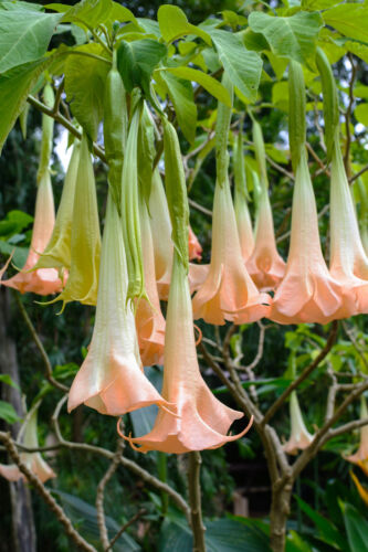 die Blüten sehen aus wie eine Trompete; Samen rosa Die /"Brugmansia/"
