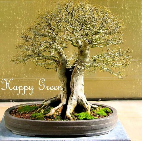 Hackberry OCCIDENTALIS-BAGOLARO 25 semi-ideale per bonsai