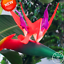 Strelitzia Bonsai Perennials Flowers Bird Of Paradise Plants 100 PCS Seeds 2019