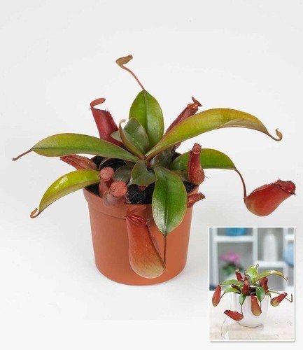 Kannenpflanze /"Bloody Mary/",1 Pflanze