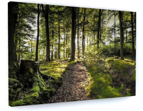 Landscapes Woodland Forest   BOX FRAMED CANVAS ART Picture HDR 280gsm