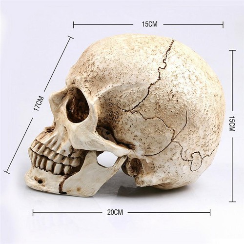 Human Skull Replicas Halloween Home Decorations Resin Craft Collections Delicate