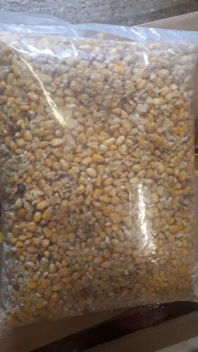 cooked maize available in bags or buckets 5kg,10kg,25kg POSTAGE FREE!!!!!! 