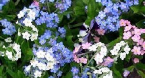 60 Mehrjährig Blumen Samen Blau Weiß Und Rose Mix Vergissmeinnicht