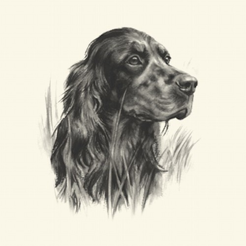 Setter Dog Show Ring Number Clip Pin Breed Gordon