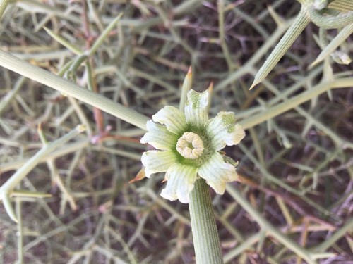 Acanthosicyos Horridus Endemic to Namibia Edible desert plant 5 Seeds !NARA