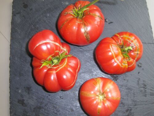 BIO 30 graines de tomate DUTCHMAN 