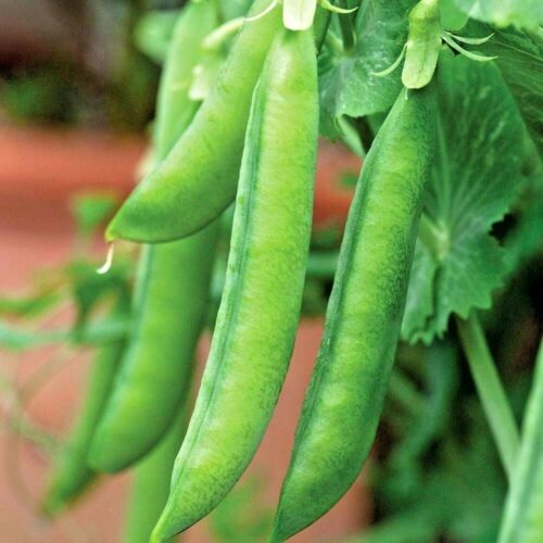 Seeds Peas 6 Weeks Ultra-early Giant Vegetable Organic Heirloom NON-GMO 