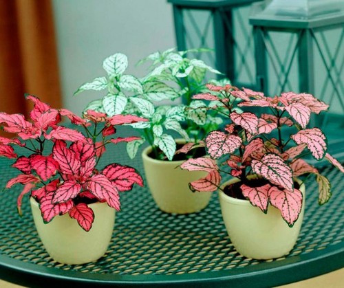 50 Seed Hypoestes Splash Select Beautiful Bonsai Plants Potted Home Decor Garden