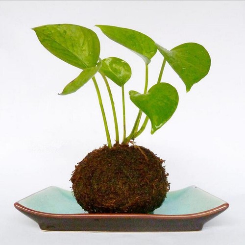 2pcs Moss Ball Flower Pot Flowerpot Bonsai Holder Fioriera Garden Decor