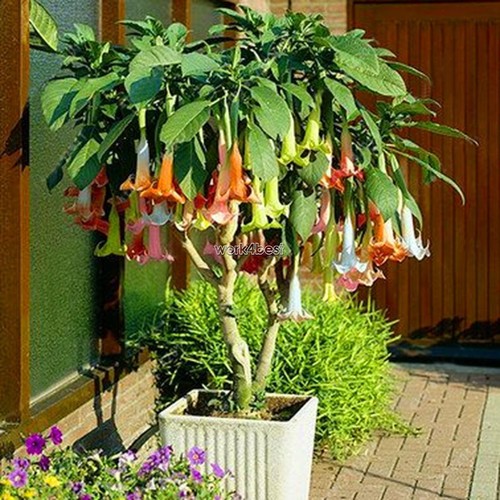 100 x Brugmansia Datura Seeds Angels Trumpets Huge Blooms Flower Garden WST