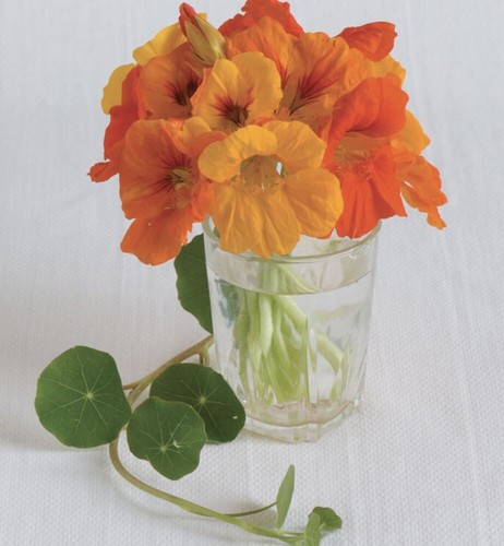 50 Nasturtium Trailing Mix Seeds Non-GMO Free Shipping