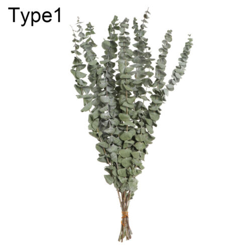 Natural Material Natural Dried Bouquets Plant Stems Eucalyptus Real Flower 
