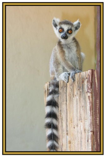 . New Fridge magnets Lemur Photographs