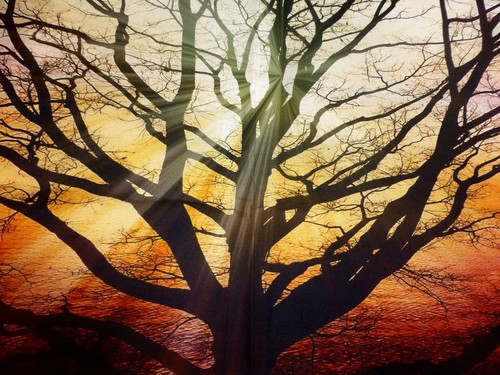 TREES Fabric Cotton Craft Quilting Large Panel DUSK Sunset 44/" x 24/"