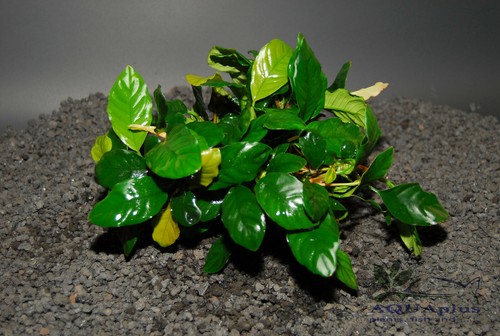 Freshwater Aquatic Live Plants ANUBIAS BARTERI WRINKLED LEAVE ONE Plant