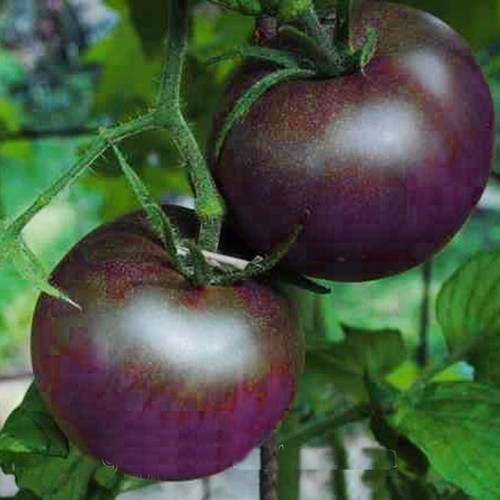 Organically Grown Ukrainian Heirloom Vegetable NON GMO Purple Tomato Seeds