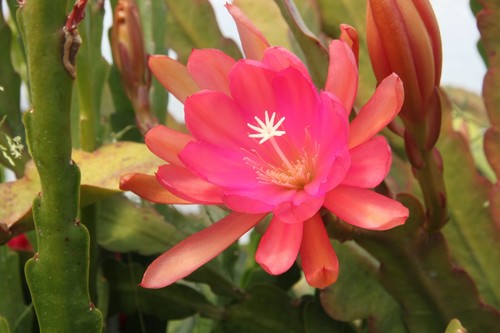 Epiphyllum Feuille Cactus epicactus /"Copper Nob/" steckling