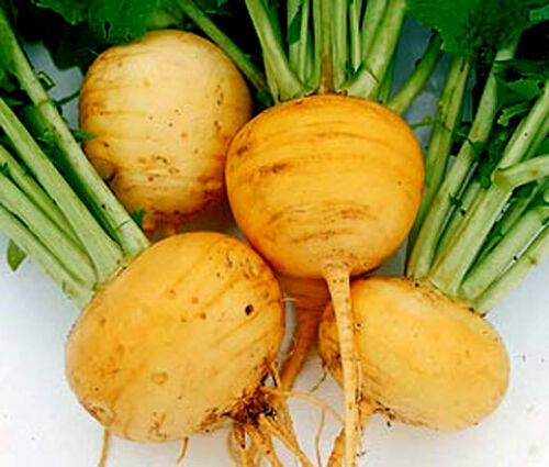 Turnip GOLDEN GLOBE /& PURPLE TOP 100 Seeds WINTER Vegetable Garden 2pks HEIRLOOM