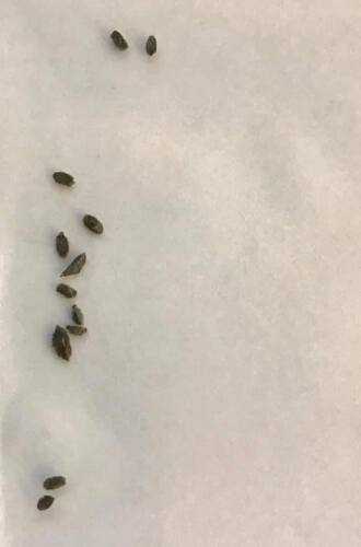 10 seeds Haworthia picta 'Bella' miniature fresh seed 2020 Set No.25 