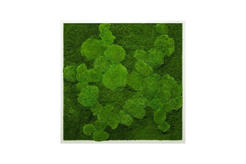 Wandbild Moosbild kaufen Wanddeko Modern Deko Bilder Pflanzenbild Natur Moos