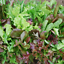 Mesclun Mix Seeds USA Garden Vegetable Spring Mix Lettuce Salad Spinach For 2021 