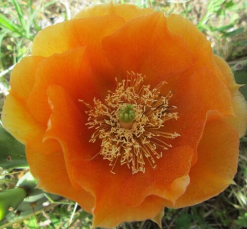 Hardy Opuntia Prickly Pear Cactus Large Ruffled Yellow Fade Orange Blossoms!!! 