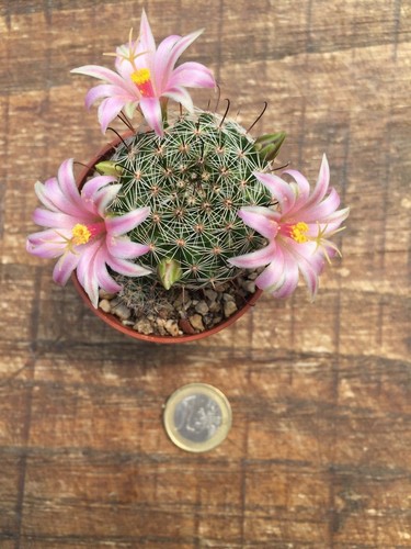Mammillaria Pseudoalamensis