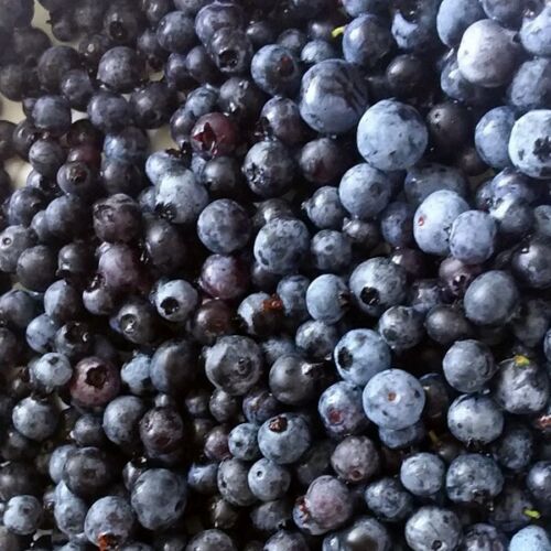 sweet 200 low bush Wild blueberry seeds, Vaccinium augustifolium 