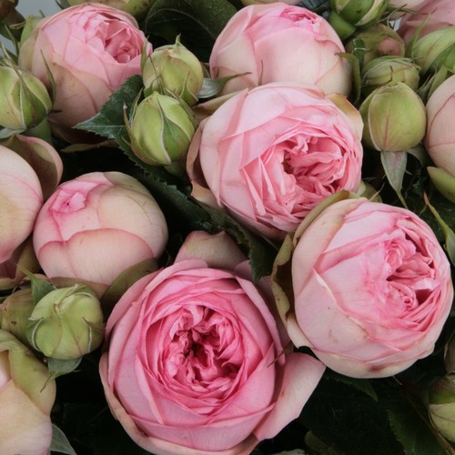 Nostalgierose /' CHARMING PIANO /' zartrosa romantische Edelrose 2 L