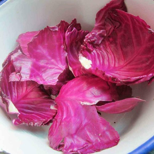 10//20//50 Pcs Red Cabbage Seeds Red Acre Vegetables Seeds ILOE 01