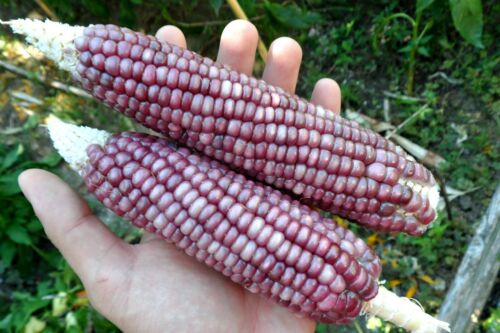 NON-GMO EXTRA RARE Hopi Purple Corn ~30 Top Quality Seeds Unique Colour 