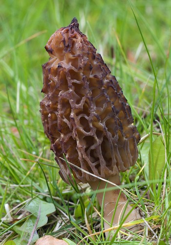 Seeds Mushroom Morel Black Mycelium Spawn Grow Kit Bonsai Dried Spores Ukraine