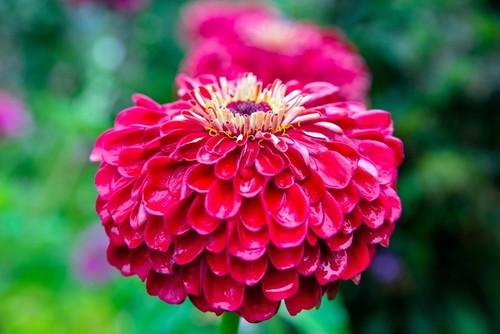 Dahlienblütige Zinnie /"Scarlet Flame/" 120 samen