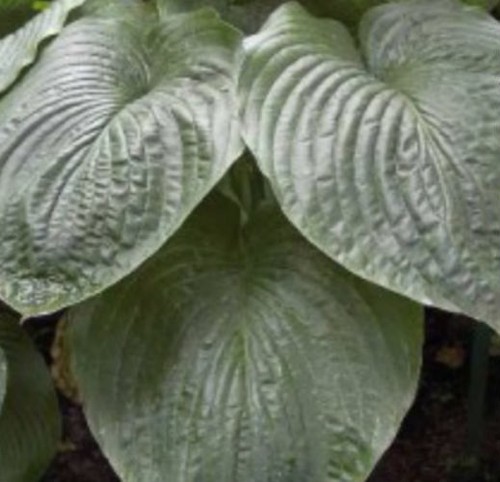 PERENNIAL COMB MORE HOSTA IN OUR STORE! S//H North Pacific High Hosta Seeds