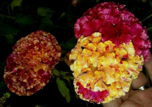 tall Comb S/H Marble Brain Celosia Seeds  Red/Yellow 50 SEEDS 3-4 ft