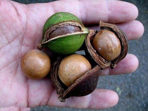 Macadamia Integrifolia tree seeds 4 Graines Noyer du Queensland 