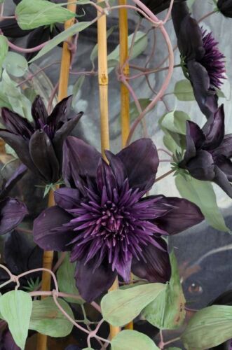 25 Double Purple Clematis Seeds Large Bloom Climbing Perennial Garden Flower