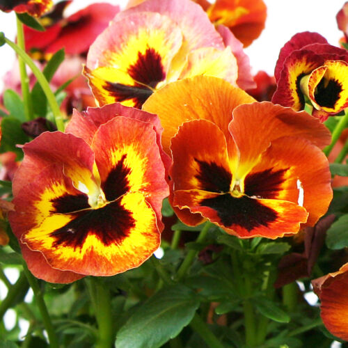 show original title Details about  / Pansy Swiss Giant Flame Seeds Flowers Multi Flower Seeds Viola