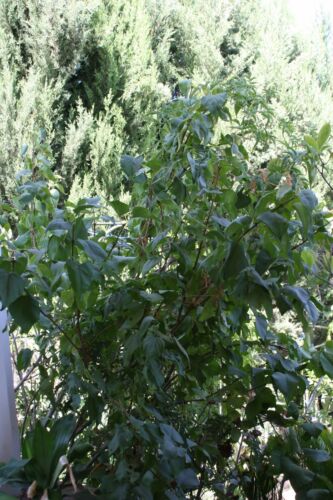 Angel White Lilac ~Pure White~ 5 Bush/Shrub/Tree/Plants Stems Branch/Cutting 