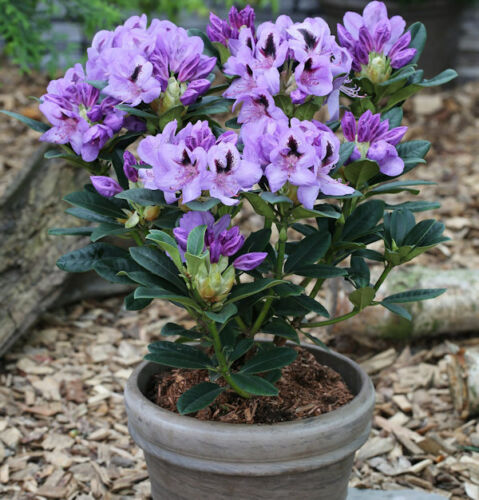 Inkarho-großblumige Rhododendron Blue Jay 25-30cm Alpes Rose